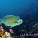 parrotfish_bumphead_gor_h_0096_ecu1605.jpg